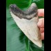 10,3 cm grauer Zahn des Megalodon