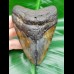 9,7 cm Zahn des Megalodon mit schwarzer Wurzel