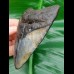 9,7 cm Zahn des Megalodon mit schwarzer Wurzel