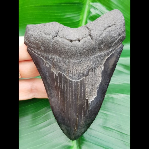 11,1 cm schwarzer Zahn des Megalodon mit Zahnung