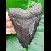 11,1 cm schwarzer Zahn des Megalodon mit Zahnung