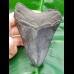 11,1 cm schwarzer Zahn des Megalodon mit Zahnung
