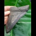 11,1 cm schwarzer Zahn des Megalodon mit Zahnung