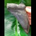 11,1 cm schwarzer Zahn des Megalodon mit Zahnung