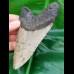 10,9 cm hellgrauer Zahn des Megalodon