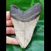 10,9 cm hellgrauer Zahn des Megalodon
