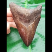 11,2 cm schön gefärbter, brauner Zahn des Megalodon