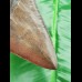 11,2 cm schön gefärbter, brauner Zahn des Megalodon