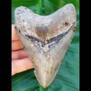 10,8 cm hellgrauer Zahn des Megalodon