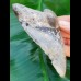 10,8 cm hellgrauer Zahn des Megalodon
