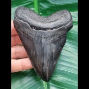 9,9 cm schwarzer Zahn des Megalodon