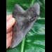 9,9 cm schwarzer Zahn des Megalodon