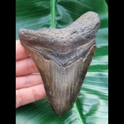 11,0 cm großer brauner Zahn des Megalodon