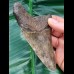11,0 cm großer brauner Zahn des Megalodon