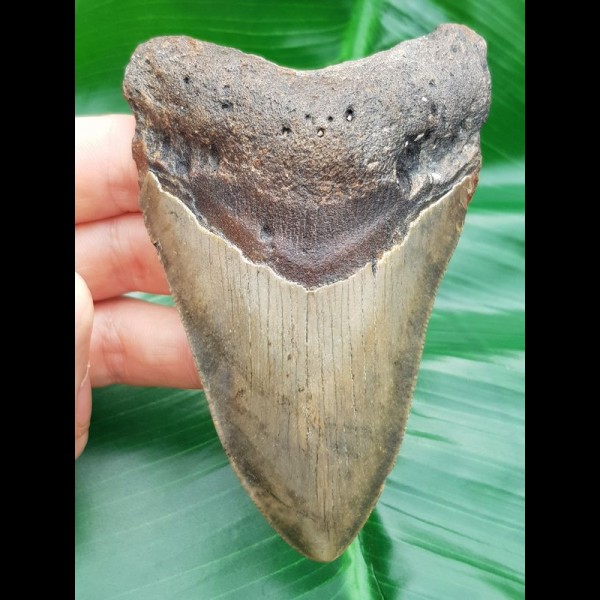 10,3 cm dolchartiger Zahn des Megalodon