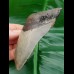 10,3 cm dolchartiger Zahn des Megalodon