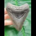9,5 cm grau-blauer Zahn des Megalodon mit breiter Bourlette