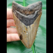 9,2 cm Zahn des Megalodon