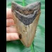 9,2 cm Zahn des Megalodon