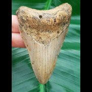 8,9 cm  heller, dolchförmiger Zahn des Megalodon