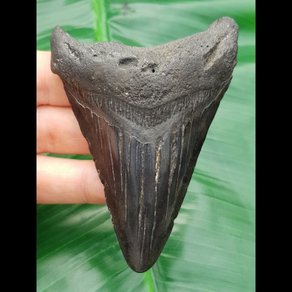 9,1 cm schwarzer Zahn des Megalodon