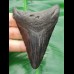 9,1 cm schwarzer Zahn des Megalodon