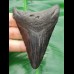 9,1 cm schwarzer Zahn des Megalodon