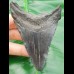 9,1 cm schwarzer Zahn des Megalodon