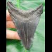 9,1 cm schwarzer Zahn des Megalodon