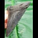 9,1 cm schwarzer Zahn des Megalodon