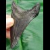 9,1 cm schwarzer Zahn des Megalodon