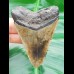 7,4 cm Zahn des Megalodon mit massiver Wurzel