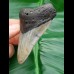 7,4 cm Zahn des Megalodon mit massiver Wurzel