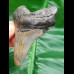 7,2 symmetrischer Zahn des Megalodon