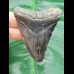 7,0 cm bicolorer Zahn des Megalodon
