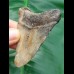7,0 cm bicolorer Zahn des Megalodon