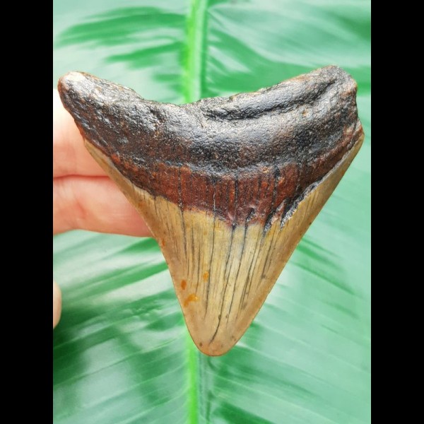 6,8 cm Zahn des Megalodon