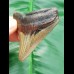 6,8 cm Zahn des Megalodon