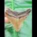 6.8 cm tooth of the megalodon