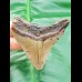 6,8 cm Zahn des Megalodon