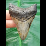 7,0 dolchartiger grauer Zahn des Megalodon