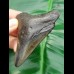 7,2 cm Zahn des Megalodon