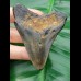 7,2 cm Zahn des Megalodon
