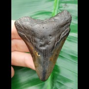 7,2 cm Zahn des Megalodon