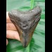 7,2 cm Zahn des Megalodon