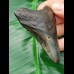 7,2 cm Zahn des Megalodon