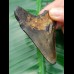 7,2 cm Zahn des Megalodon