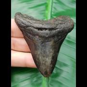 7,1 cm dunkler Zahn des Carcharocles Megalodon