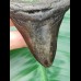 7,1 cm dunkler Zahn des Carcharocles Megalodon