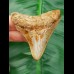 6,9 cm heller Zahn des Megalodon